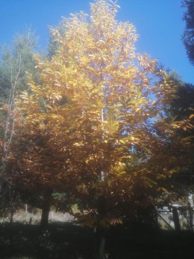 Cabana May Pao, Para 3 En Melipeuco Cerca Del Parque Nacional Conguillio Esterno foto